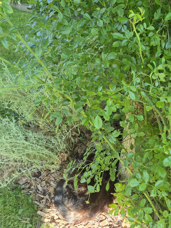 013.jpg.tiger.jpg
