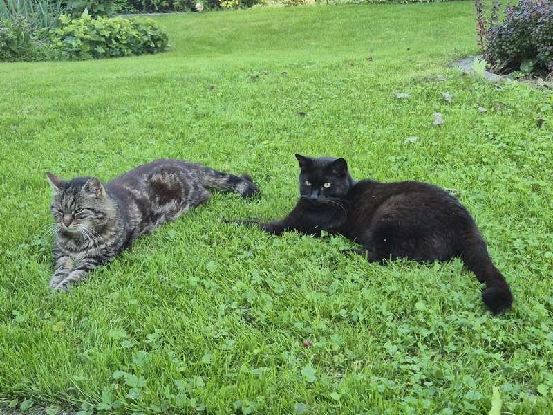 023.jpg.tiger&lilly.jpg