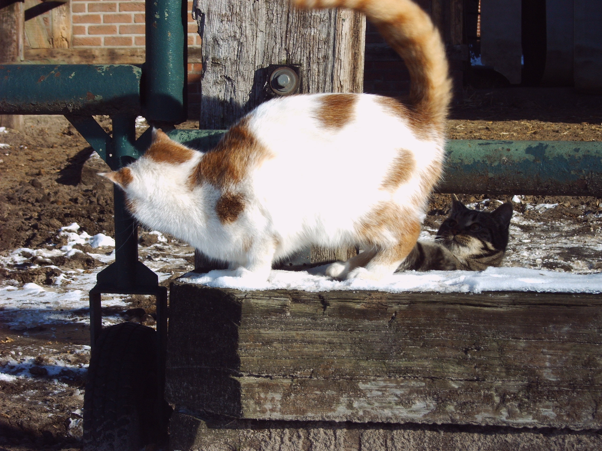 11Möhrchen-Katerchen.jpg
