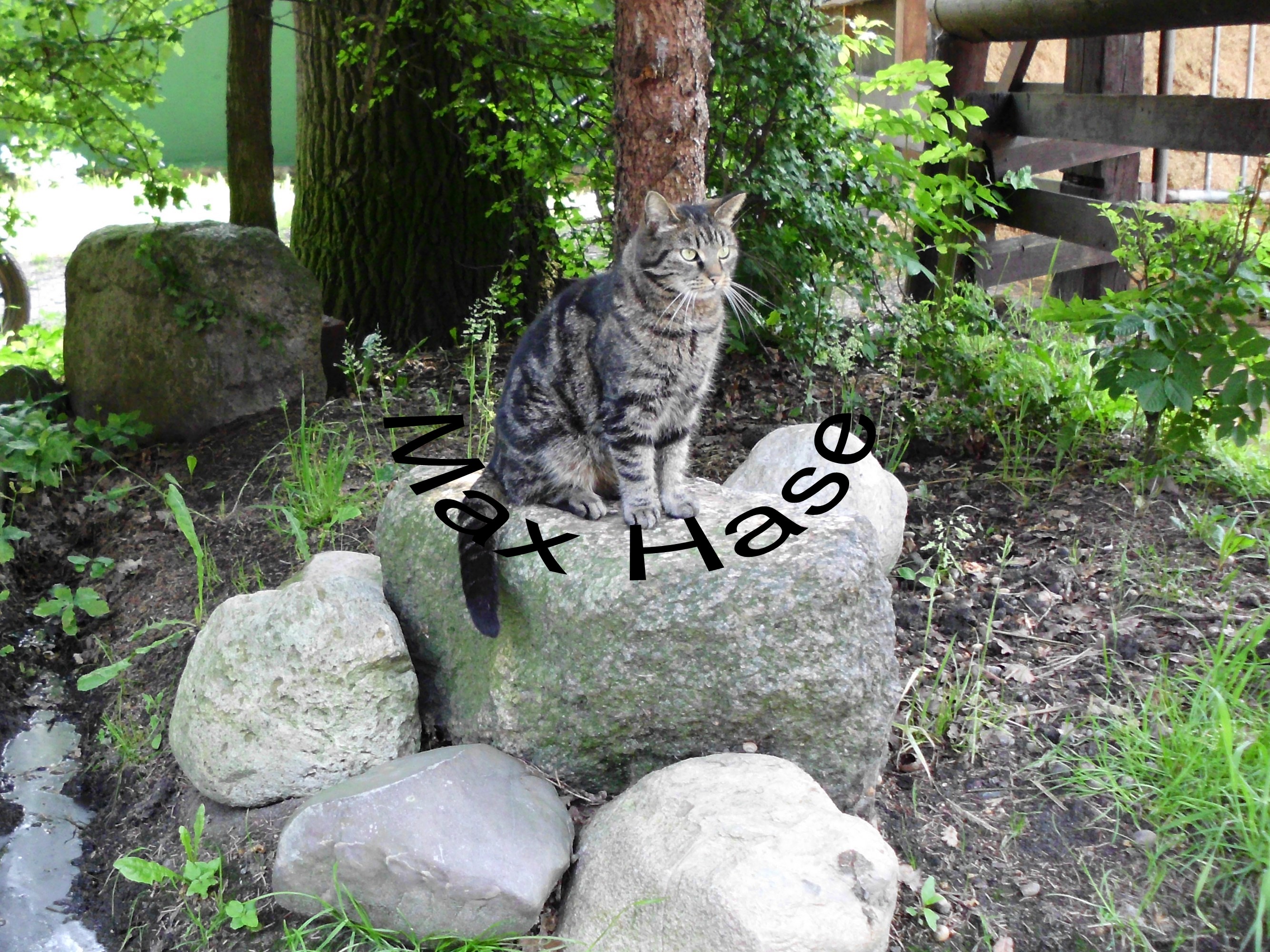 12Katerchen.JPG
