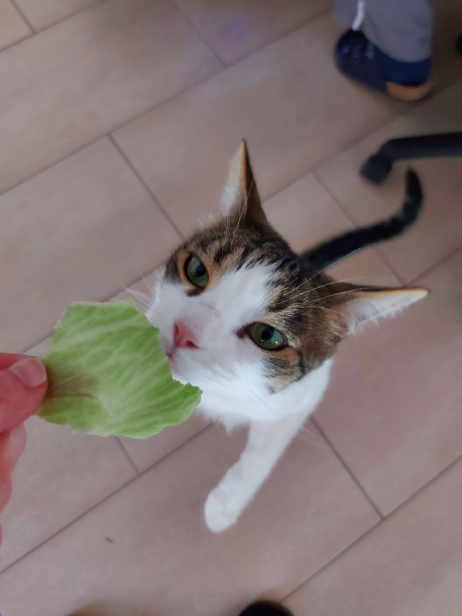 1690814786410.png