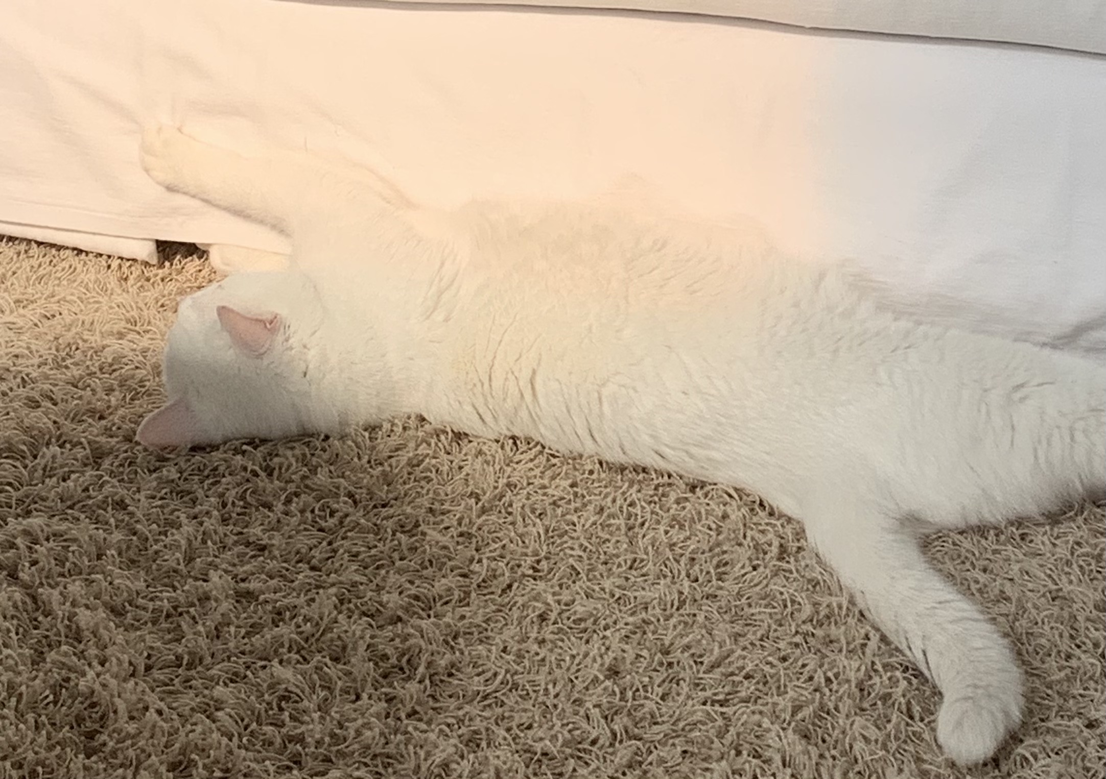 1713096258260.jpeg