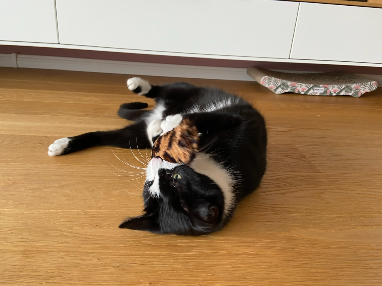 17C059ED-D6E2-439B-9599-16940AFBED35.jpeg