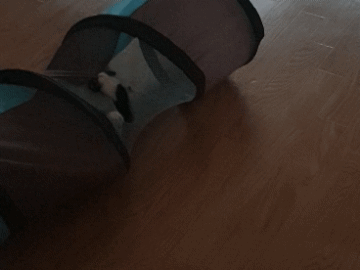 20220412_200529.gif