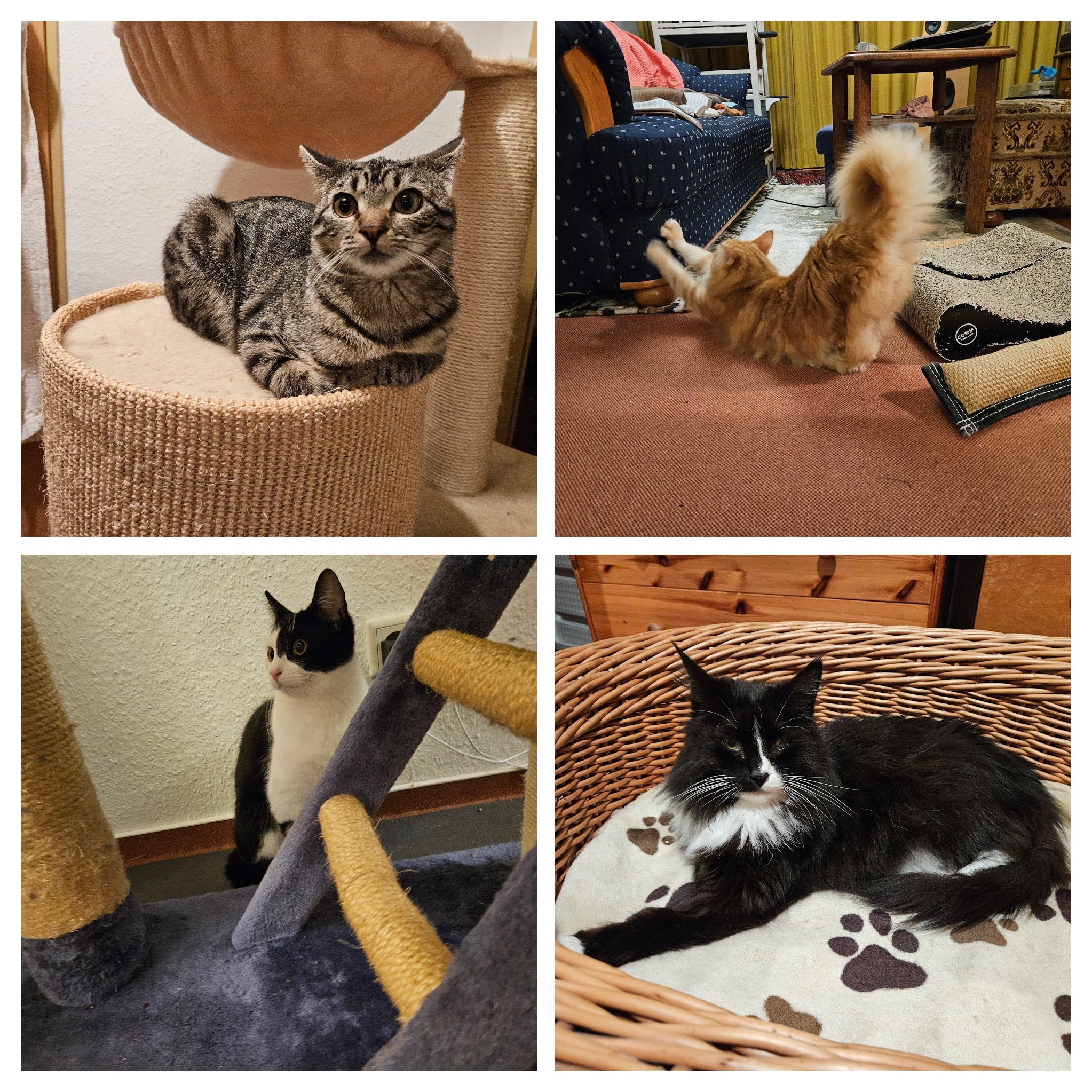 20240101_000027-COLLAGE.jpg