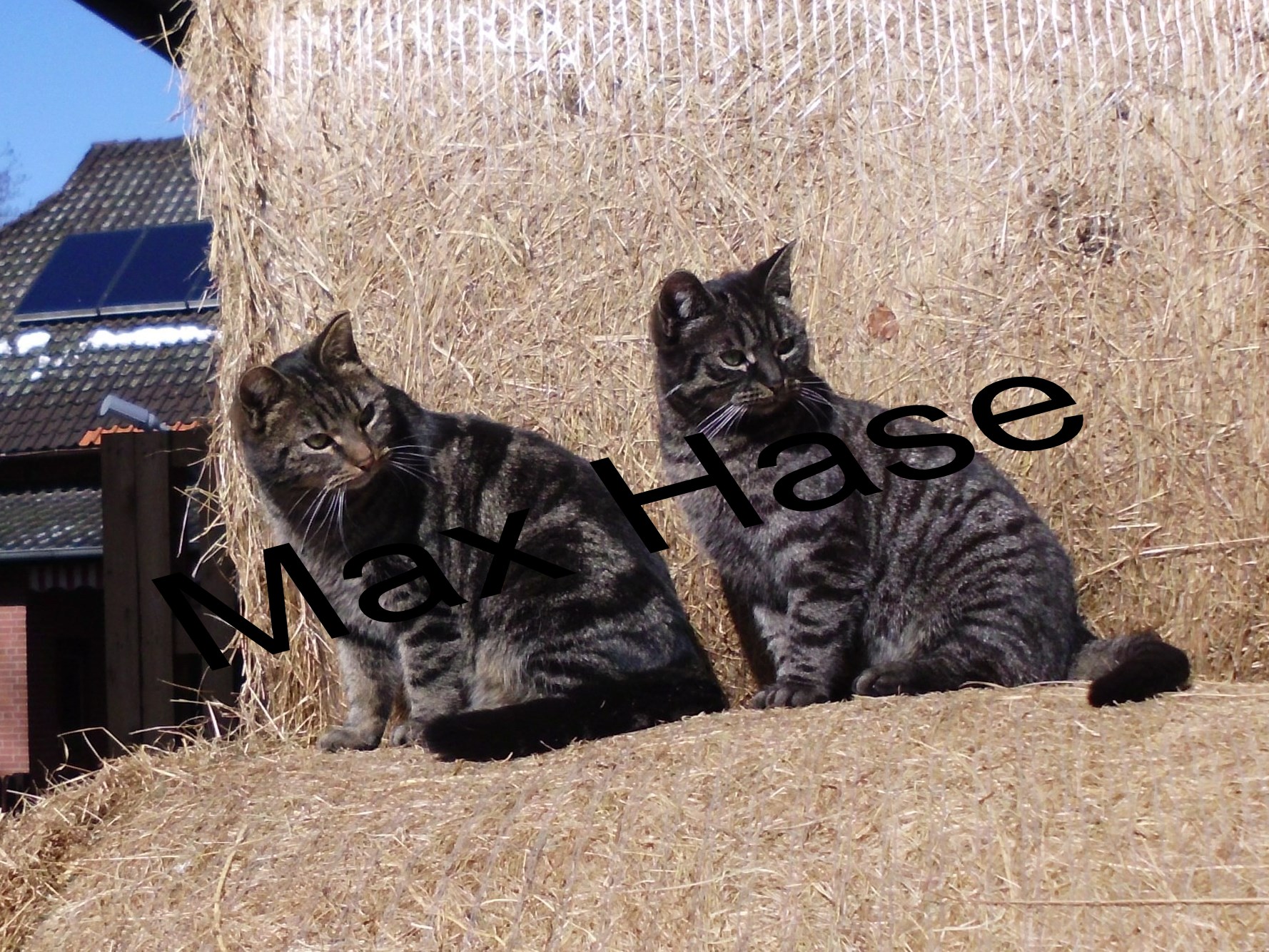 28Katerchen-Gretchen.JPG