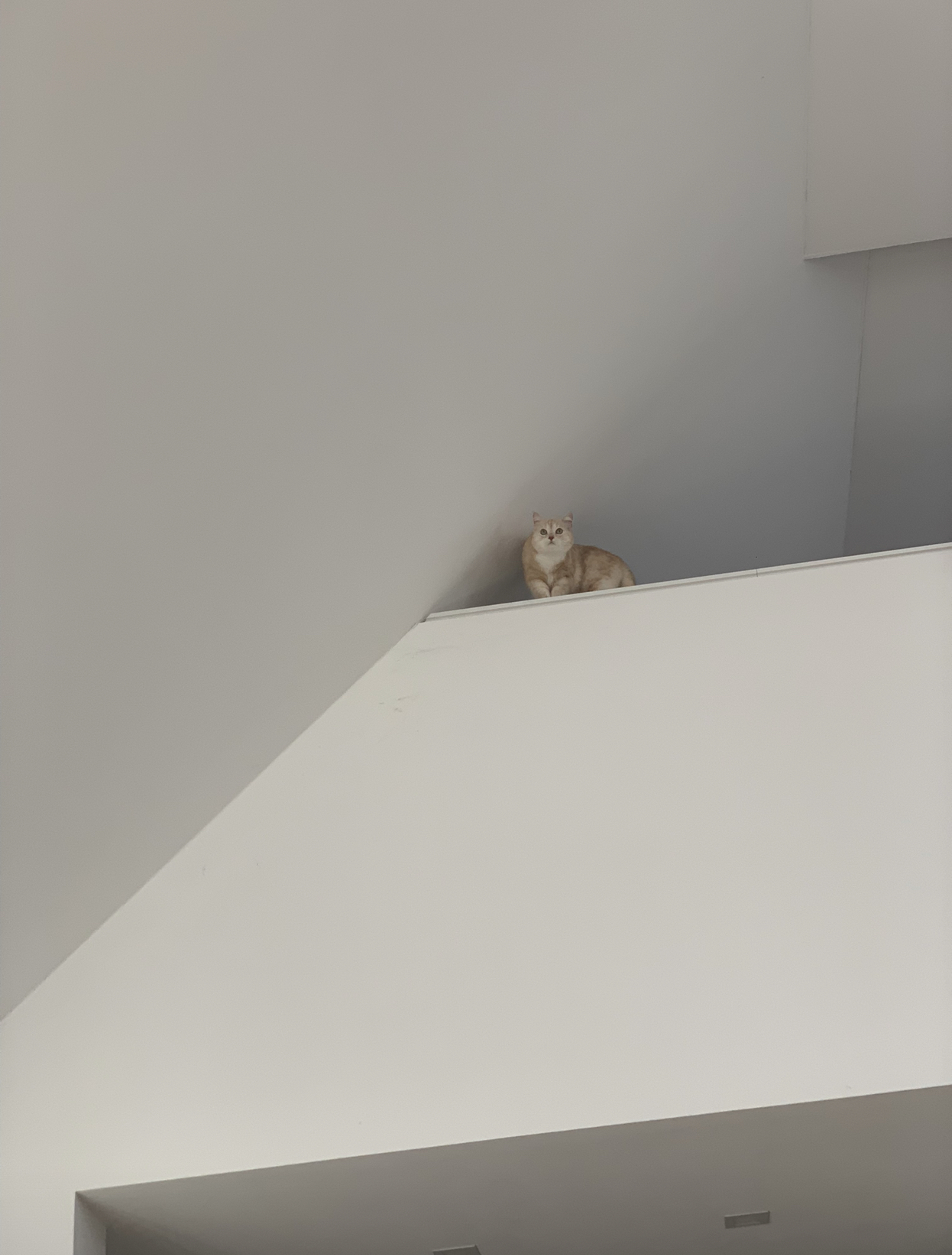 308F3387-F424-4751-A6D7-C114F61C56E7.jpeg