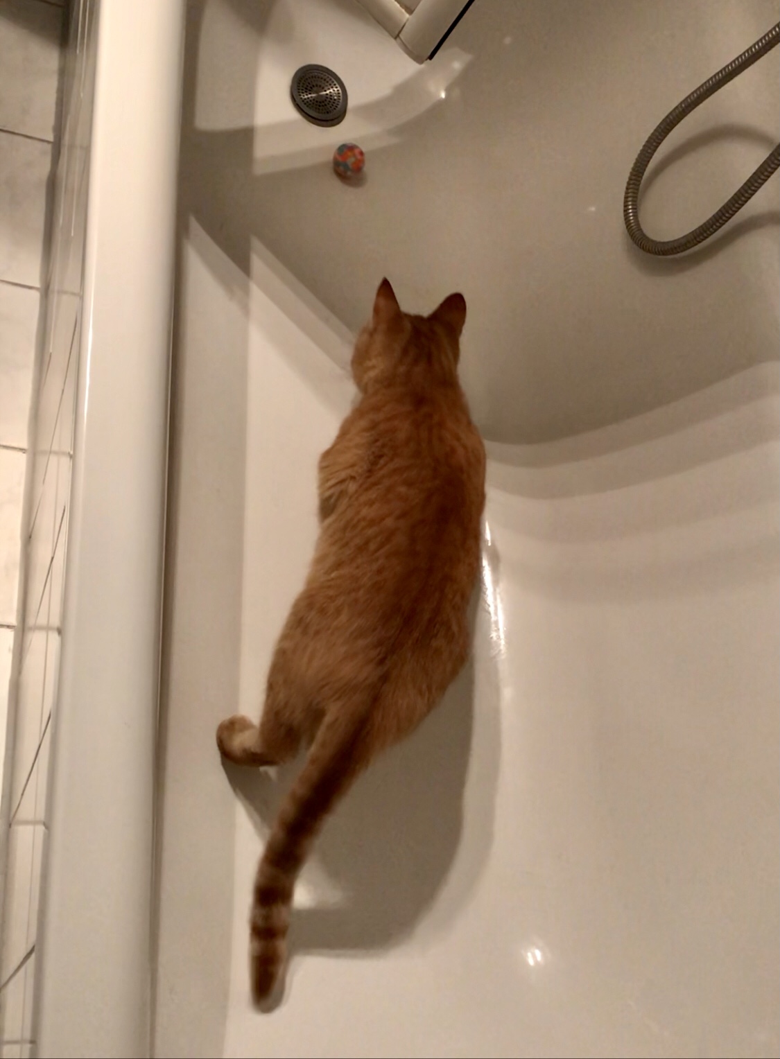 33C3B4B0-97C7-44C6-ACA5-7C170B55381E.jpeg