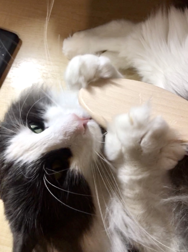 3748D8AF-757D-40A6-99FD-6F2F9B6E261F.jpeg