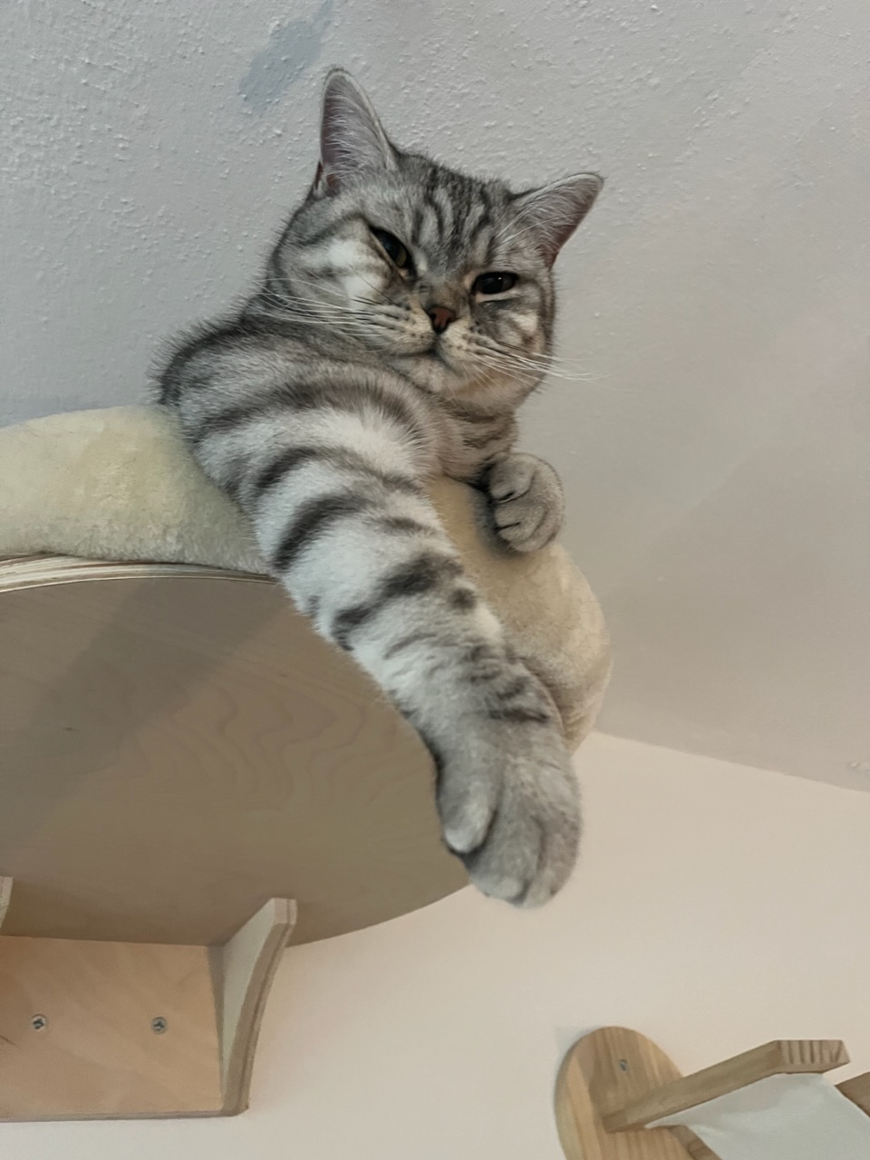 52B35D17-9F03-4DF6-A7A6-42550B7808FE.jpeg