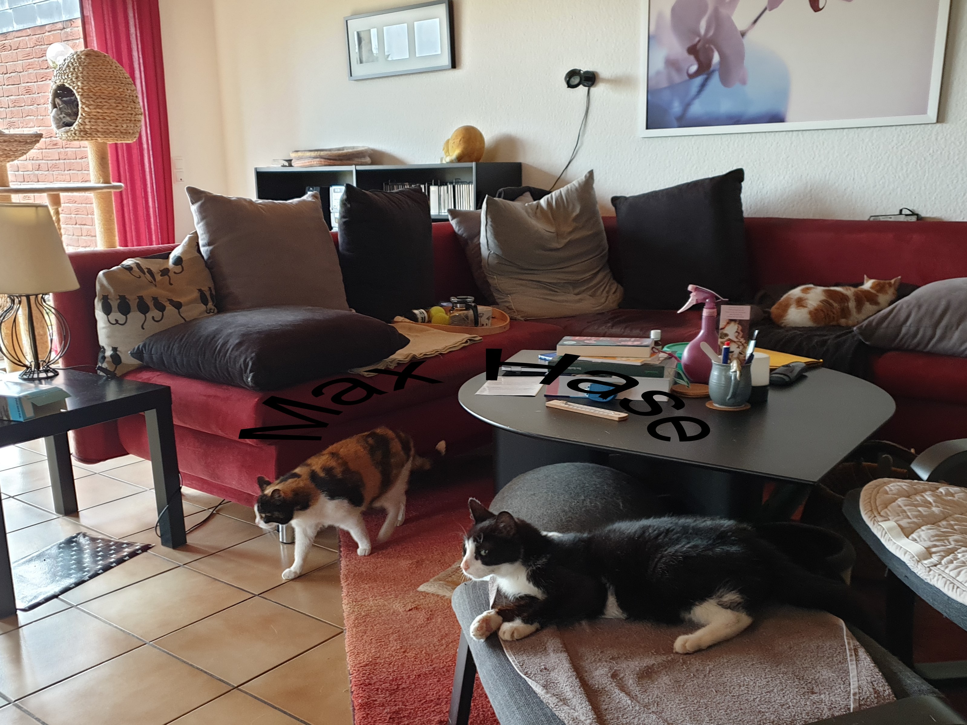 53Katzen-Mädels.jpg