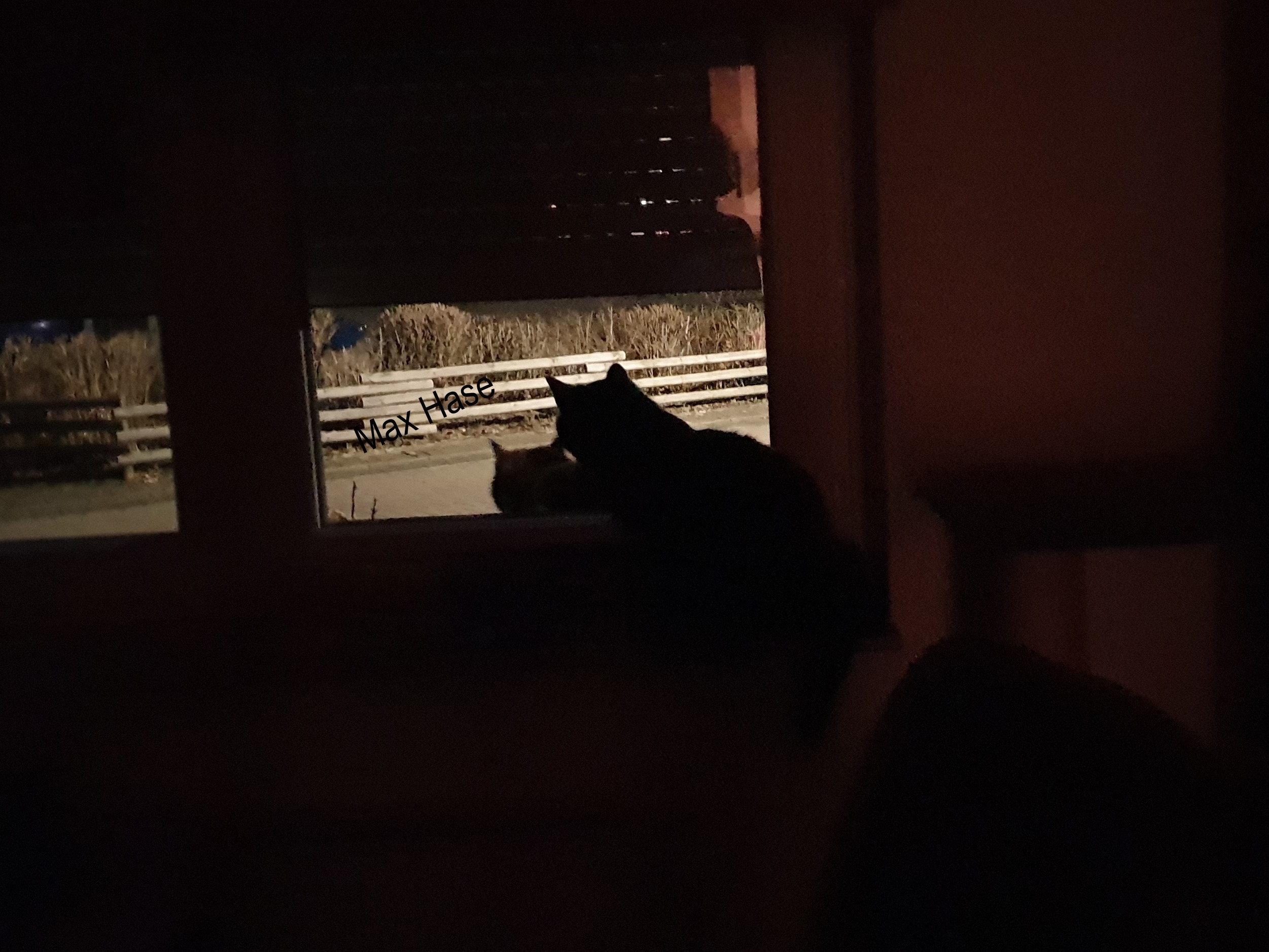 57Schattenkatzen.jpg
