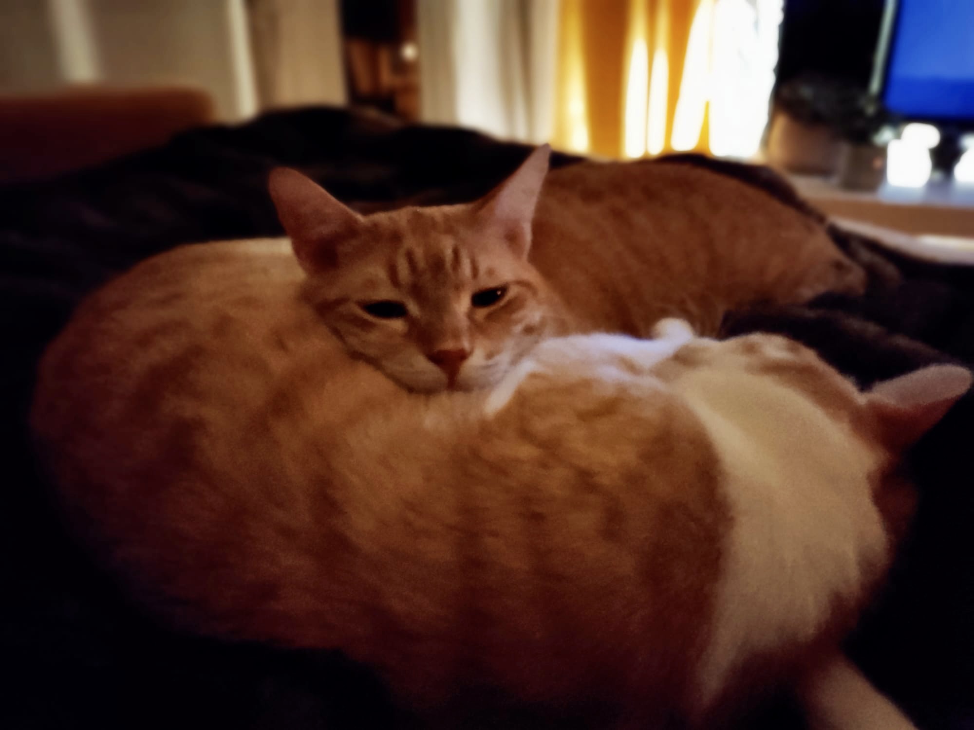 5AB39877-A8D5-4B44-8C44-AF80839BE0D2.jpeg