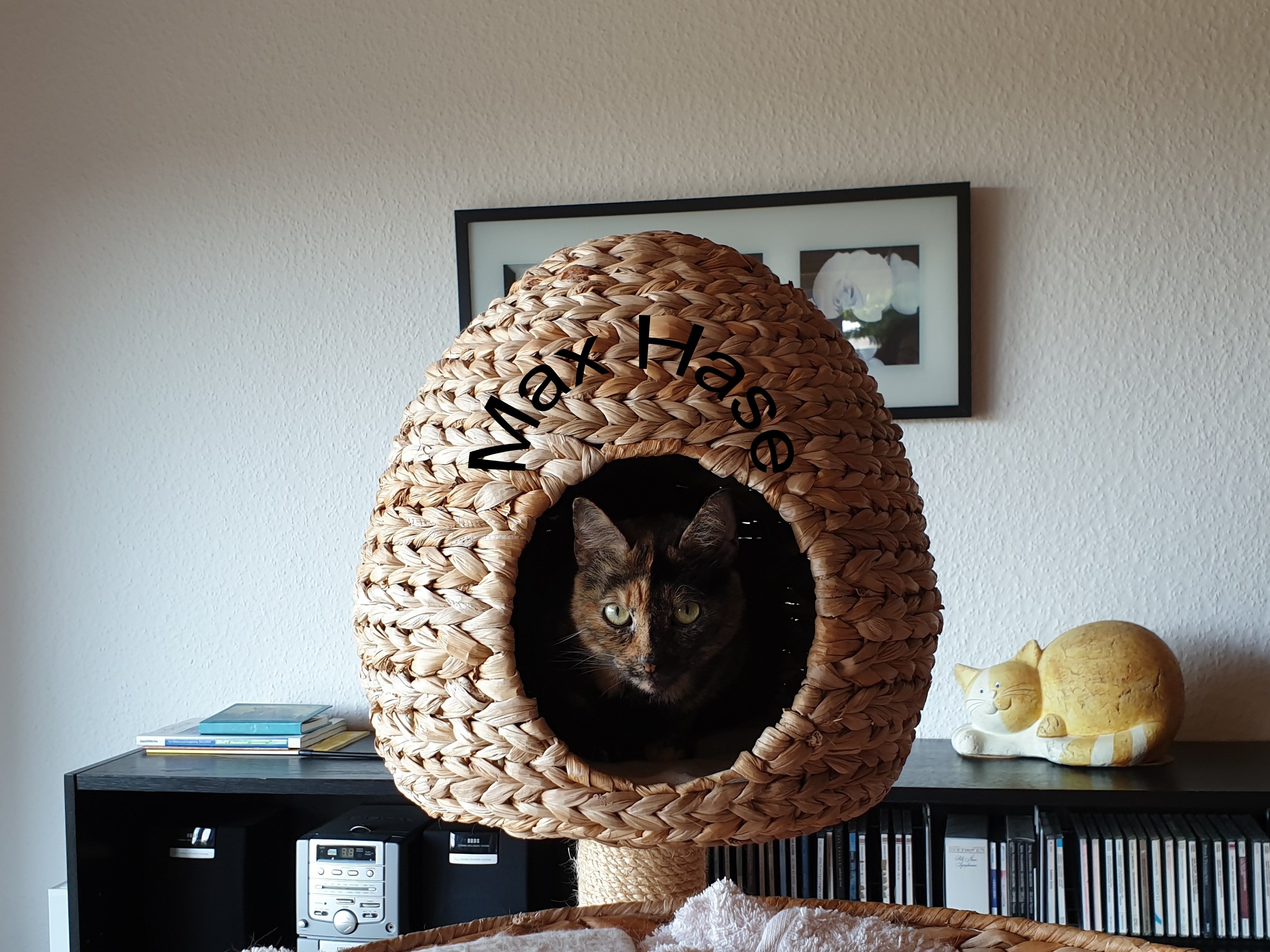 63Kitty.jpg