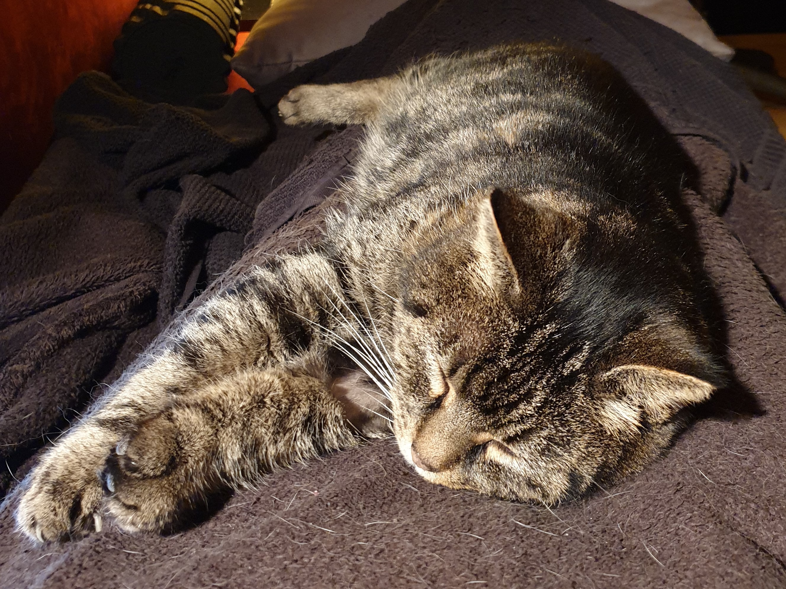 6Katerchen.jpg