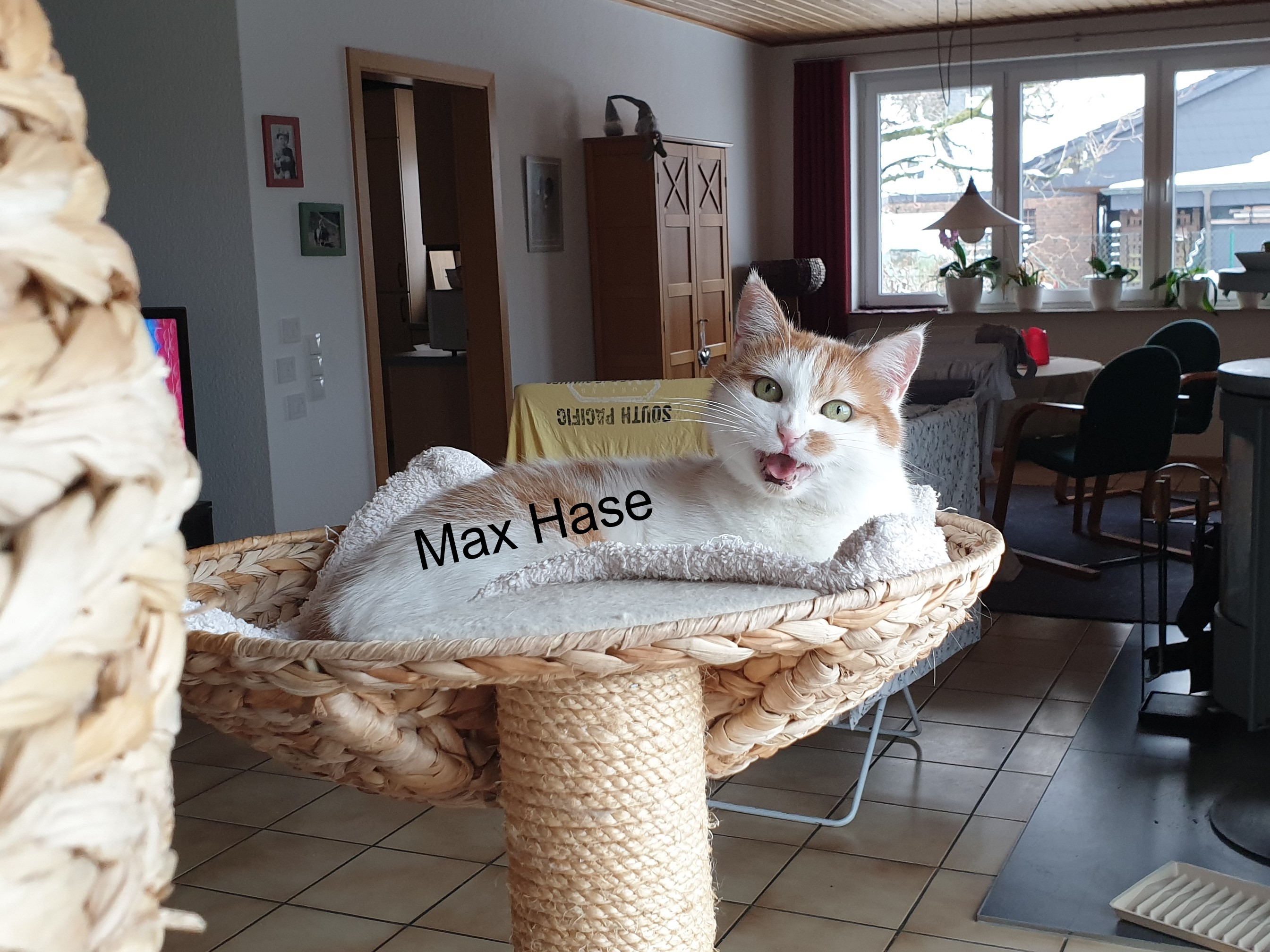 6Möhrchen.jpg