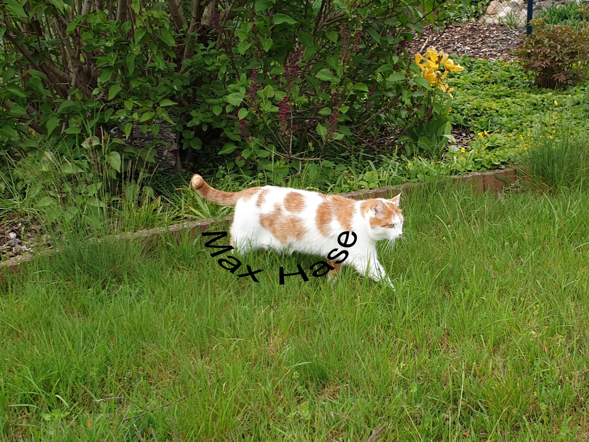 74Möhrchen.jpg