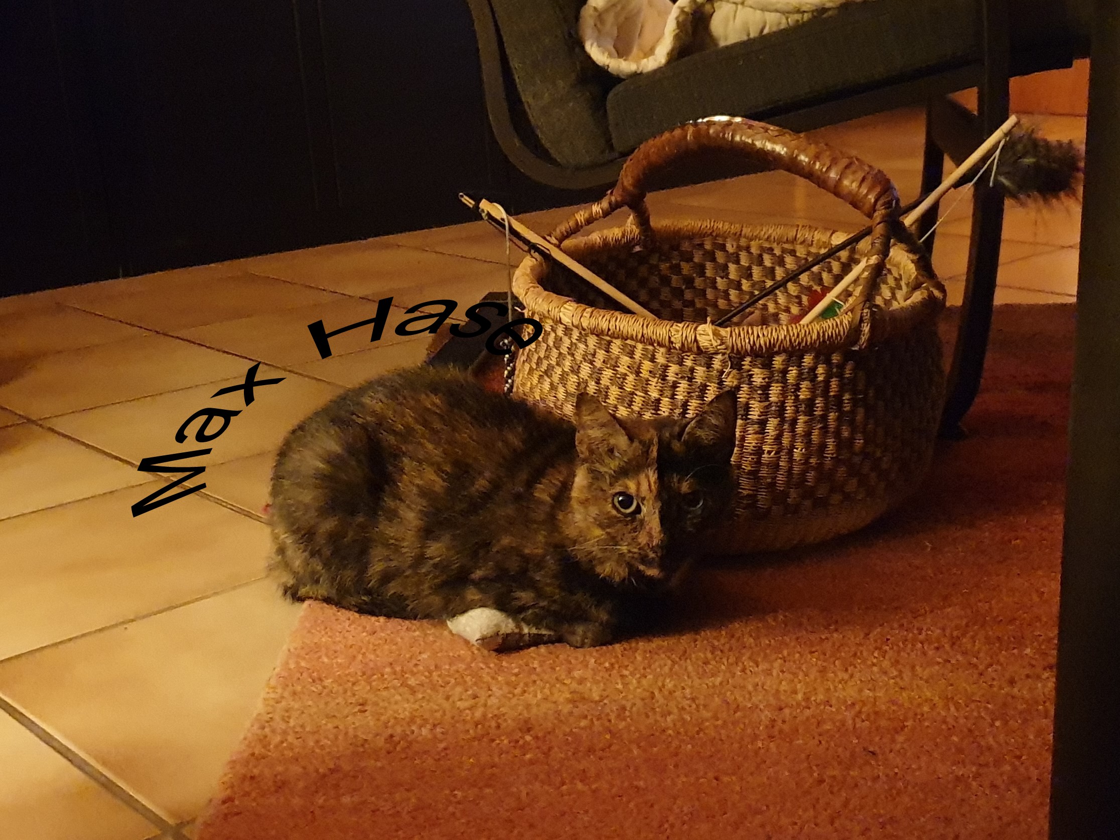 77Kitty.jpg