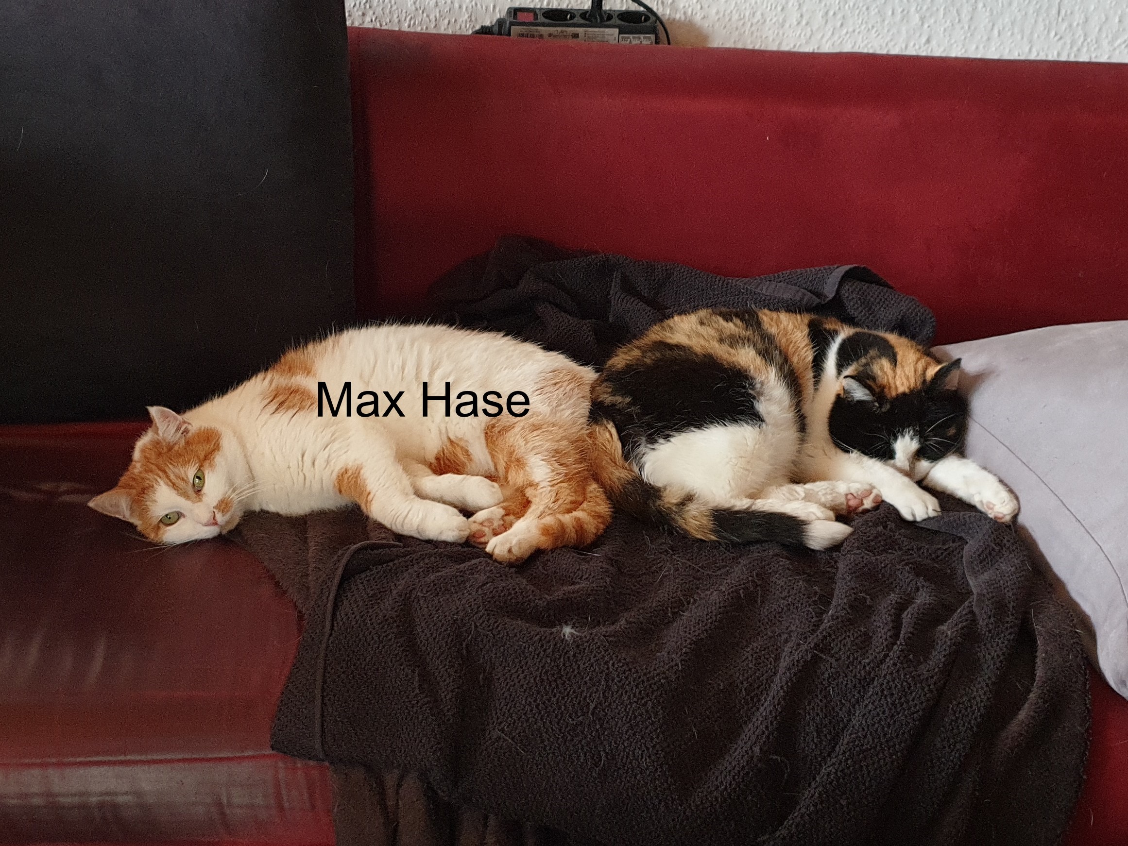 7Möhrchen-Ida.jpg