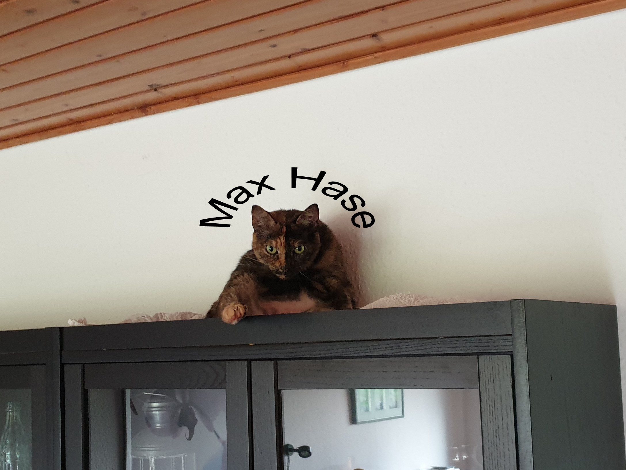 80Kitty.jpg