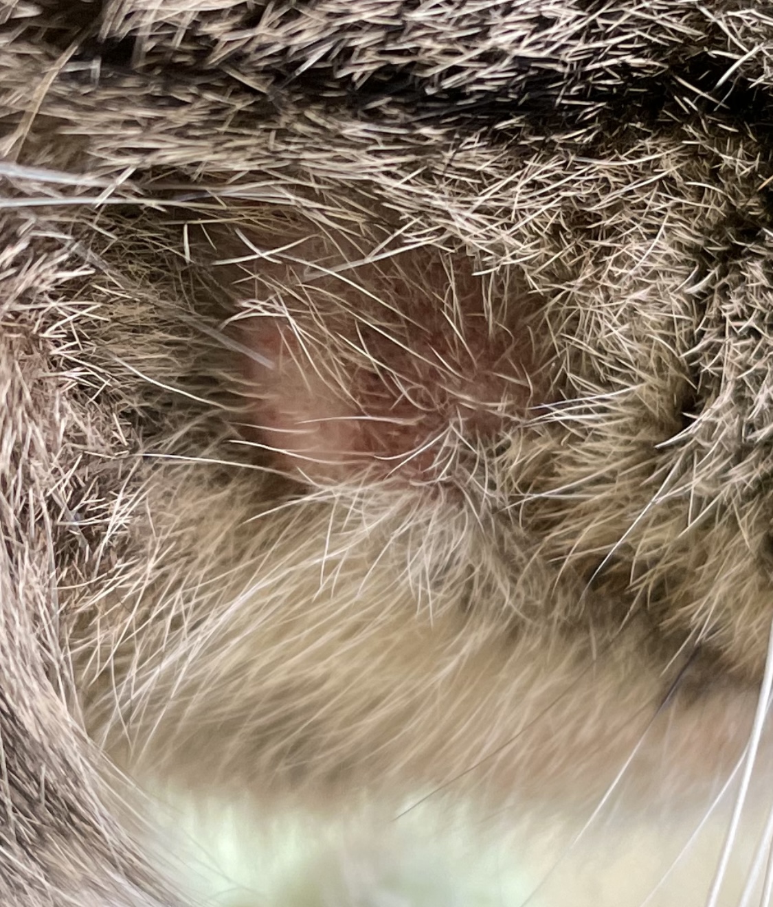 Geht jetzt alles ganz schnell?| Seite 2 | Katzen Forum