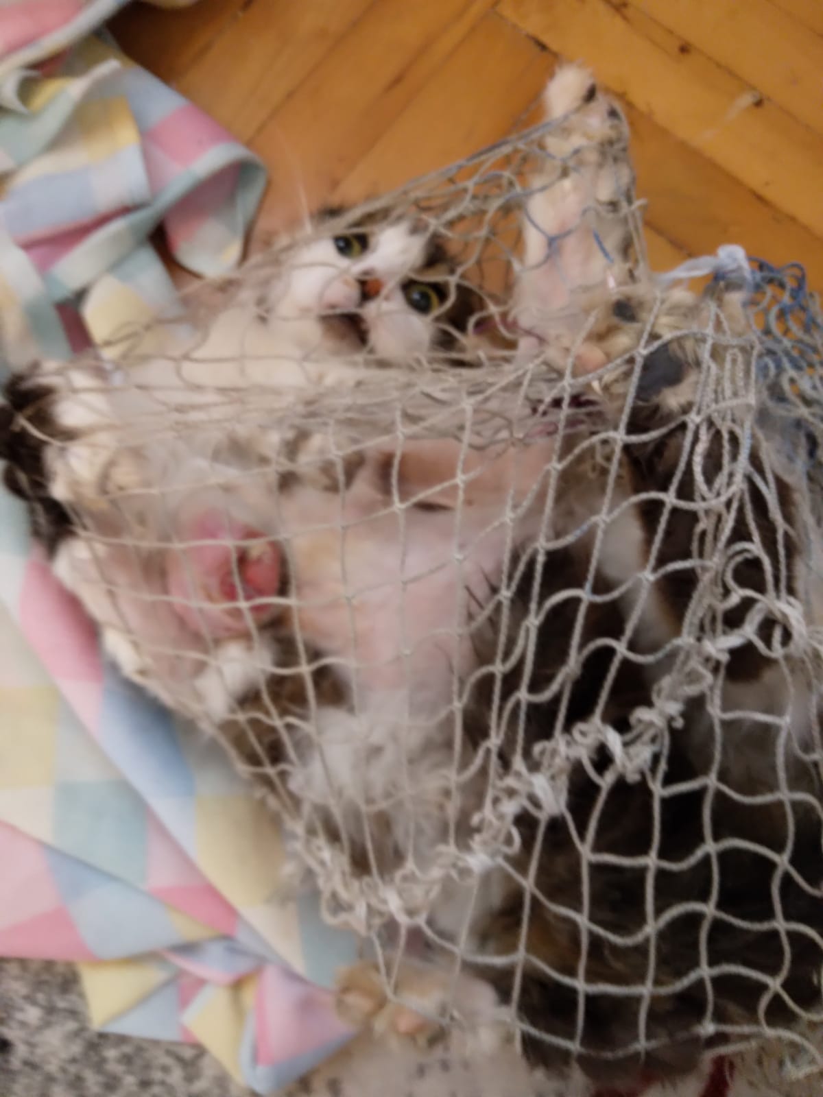 9261F0B1-C294-4C8B-9795-619E61FE329C.jpeg
