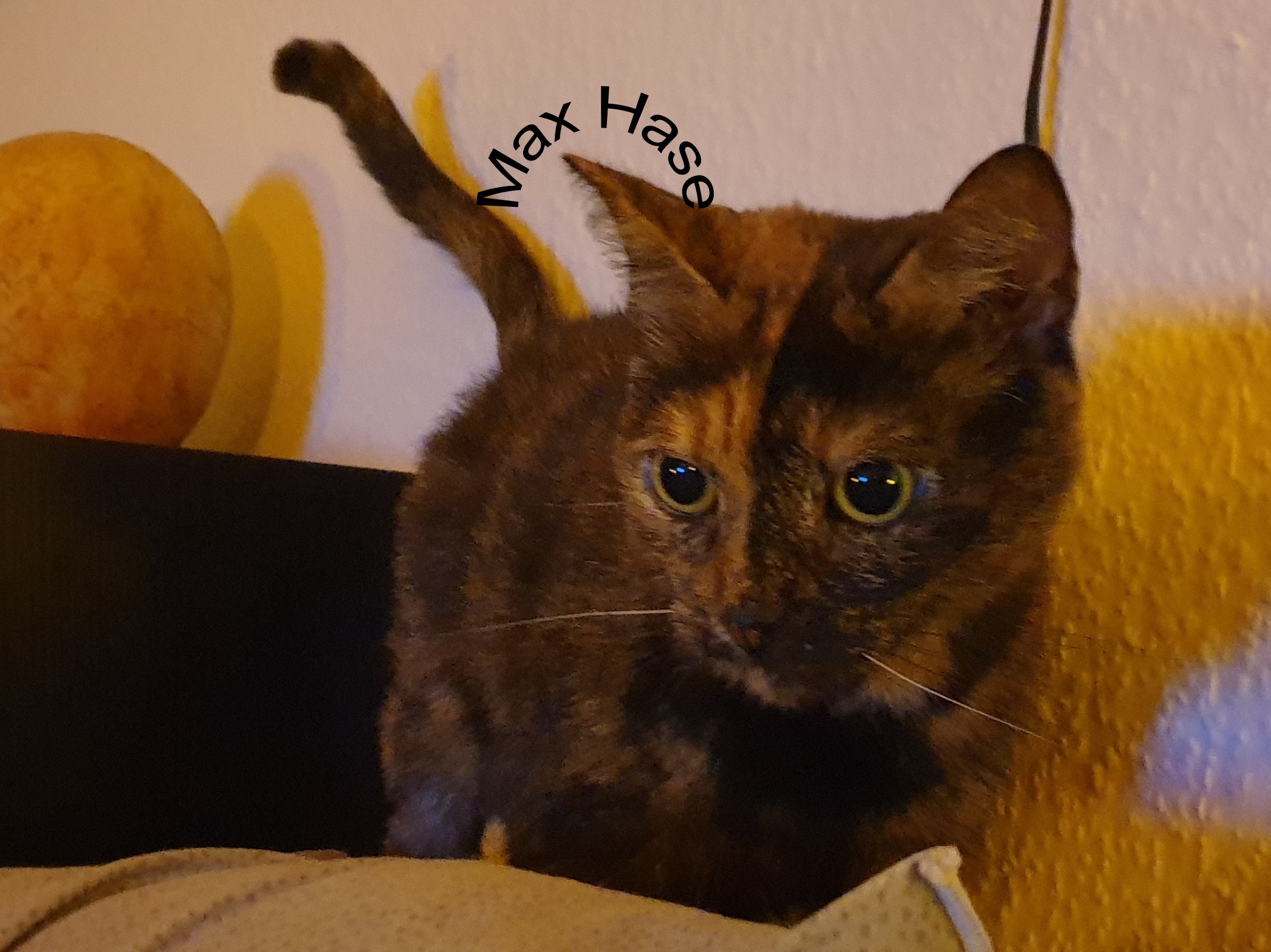 95Kitty.jpg