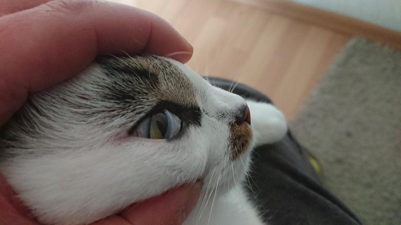 auge.JPG