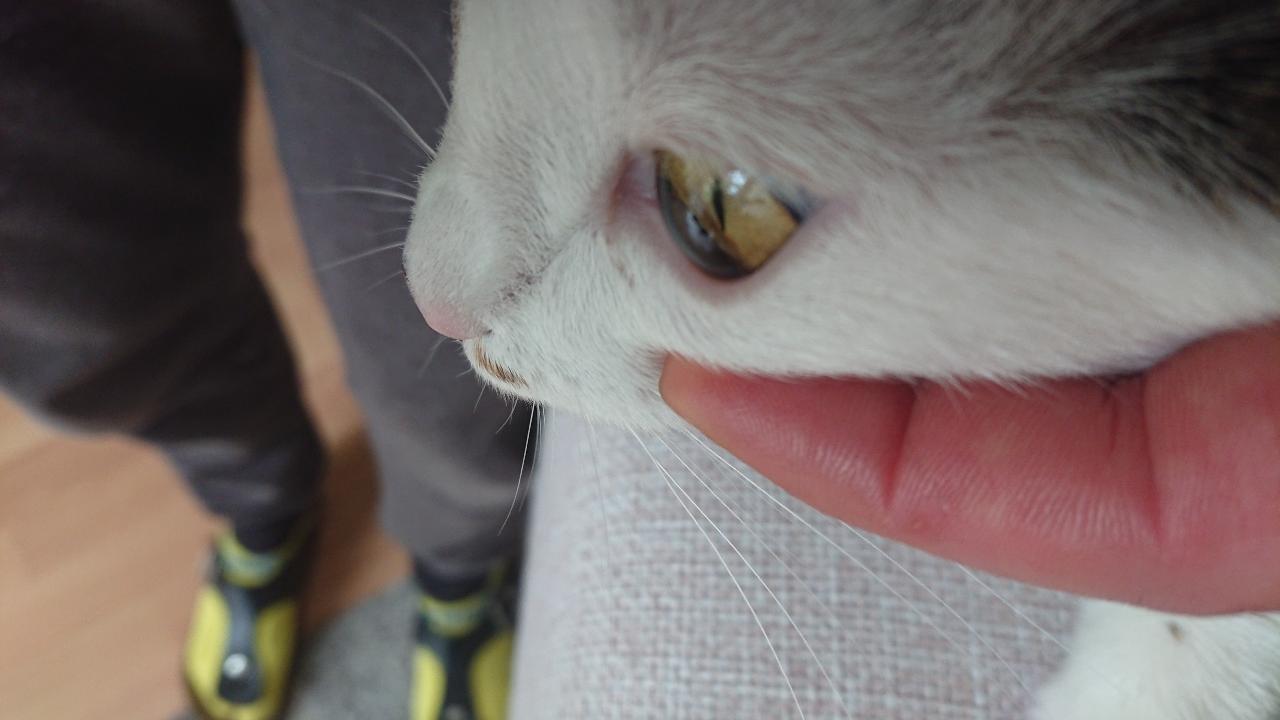 auge2.JPG
