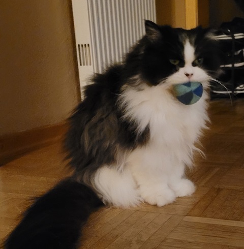 Bällchenjägerin.jpg