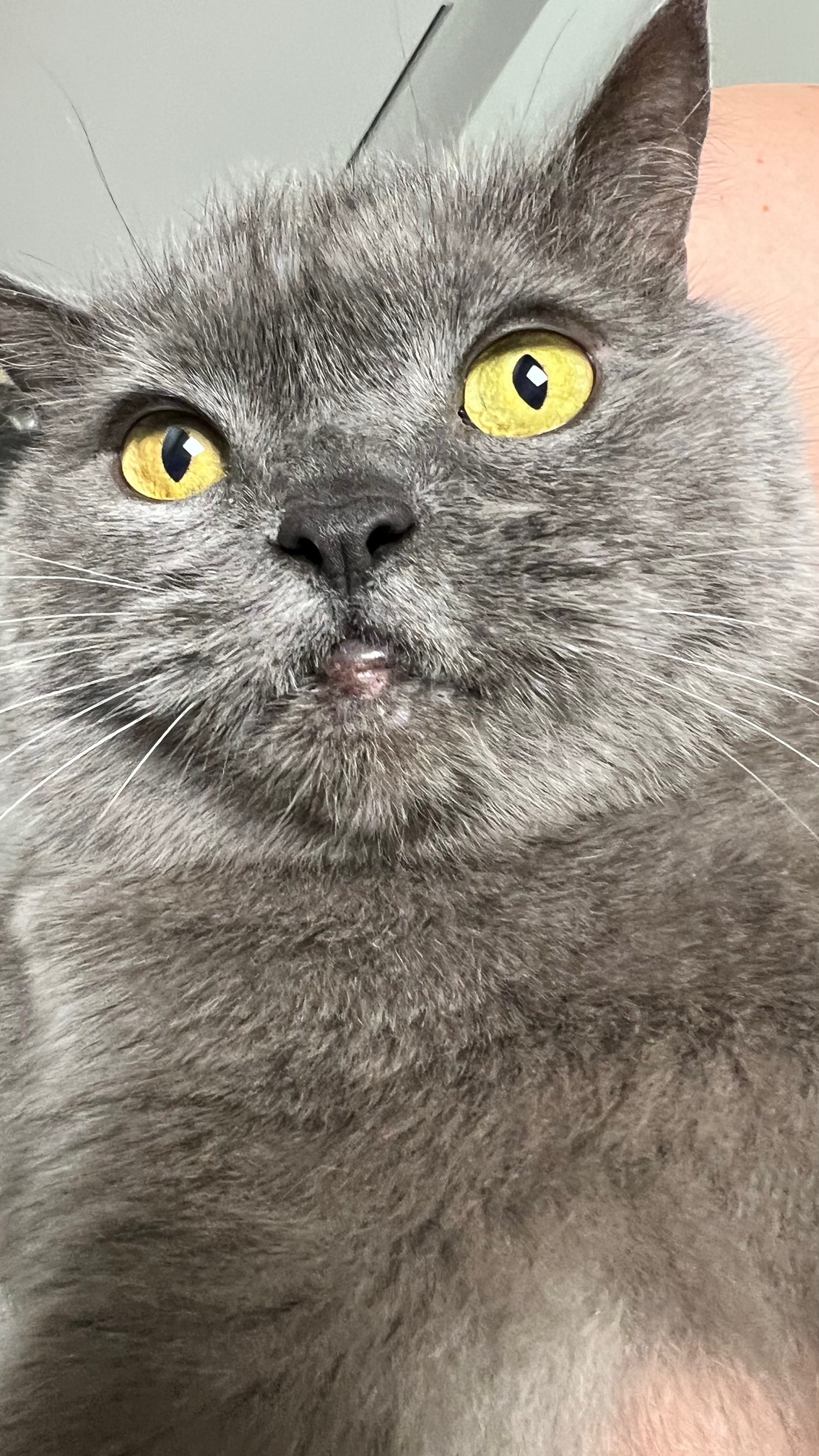balu_lippe.jpg