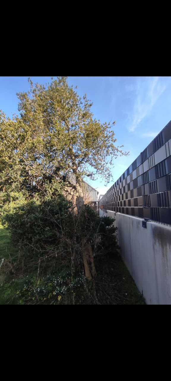 Baum 2.jpg