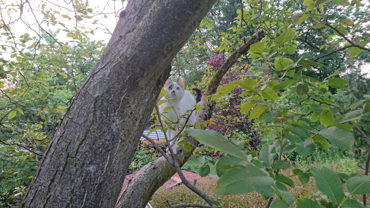 baum1.JPG