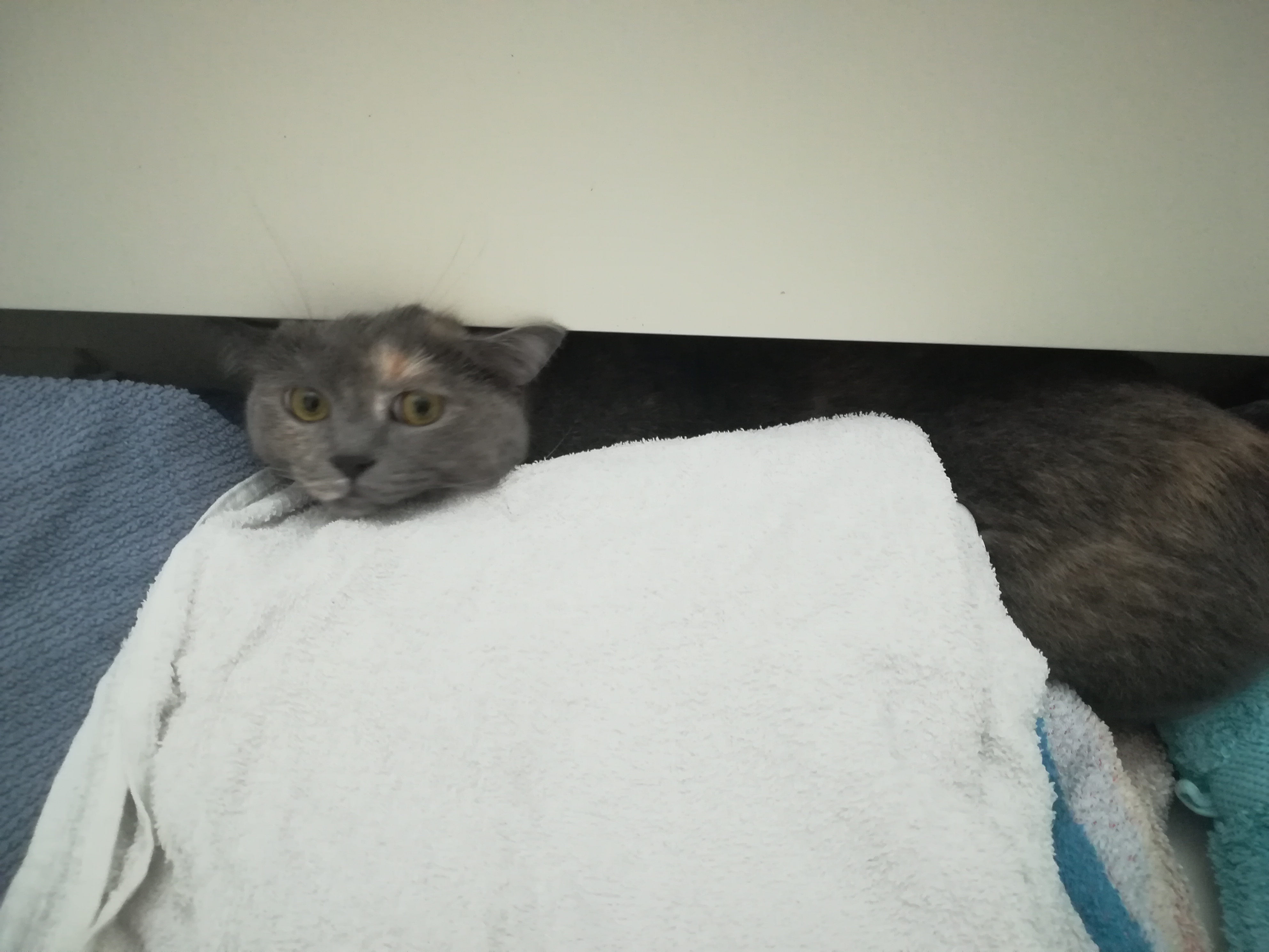 Beau im Schrank1.jpg