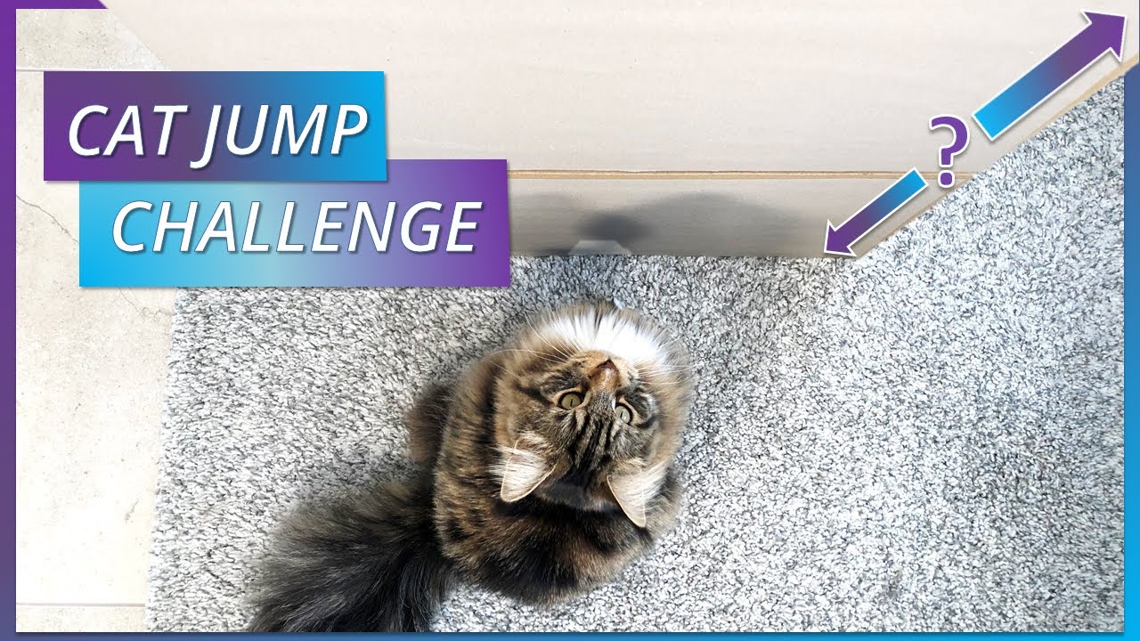 CatJump.jpg