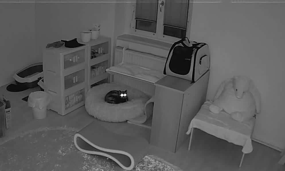CatRoom_406A8ED32515_20240220192337982.jpg