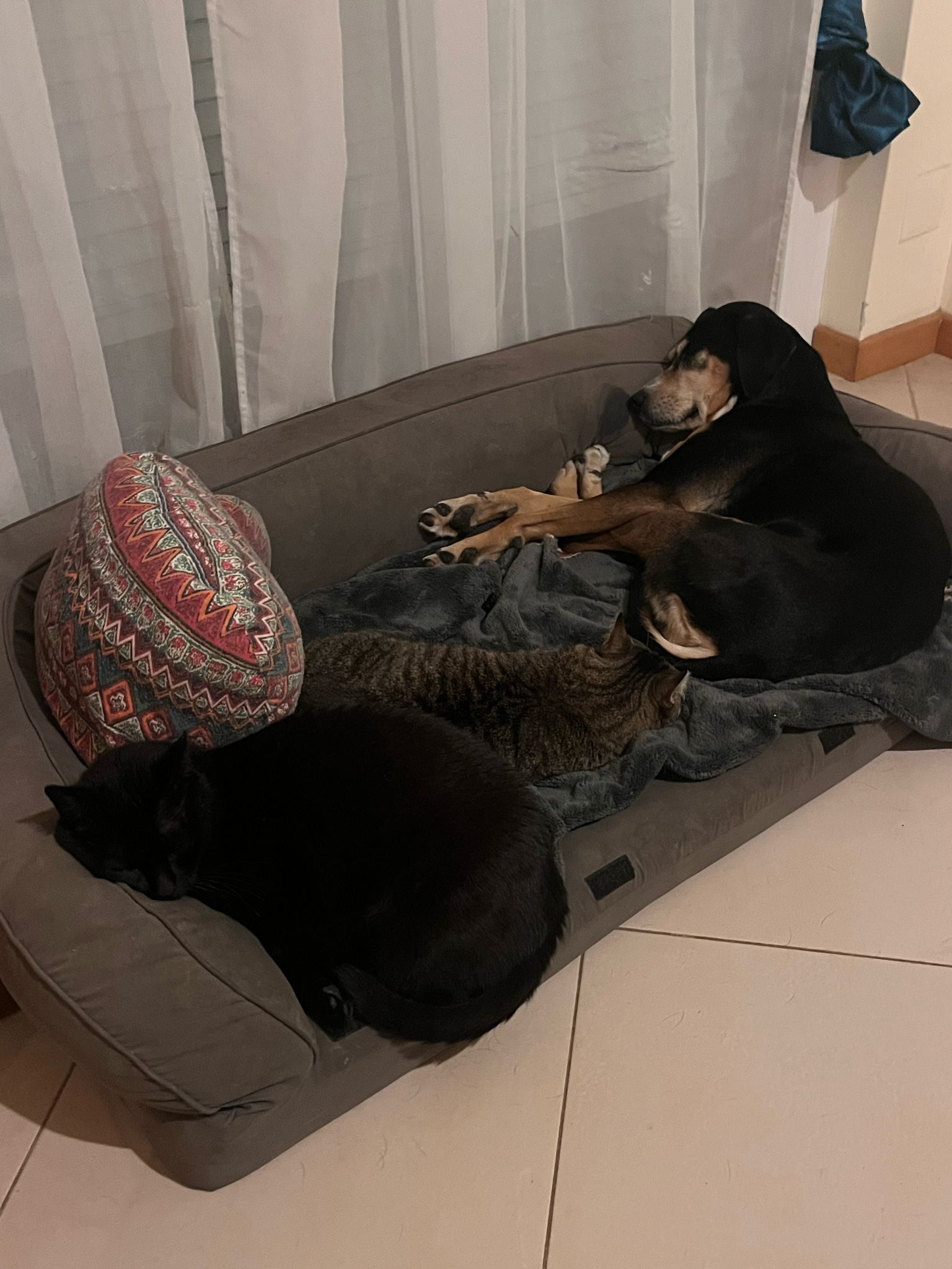 cats.jpg