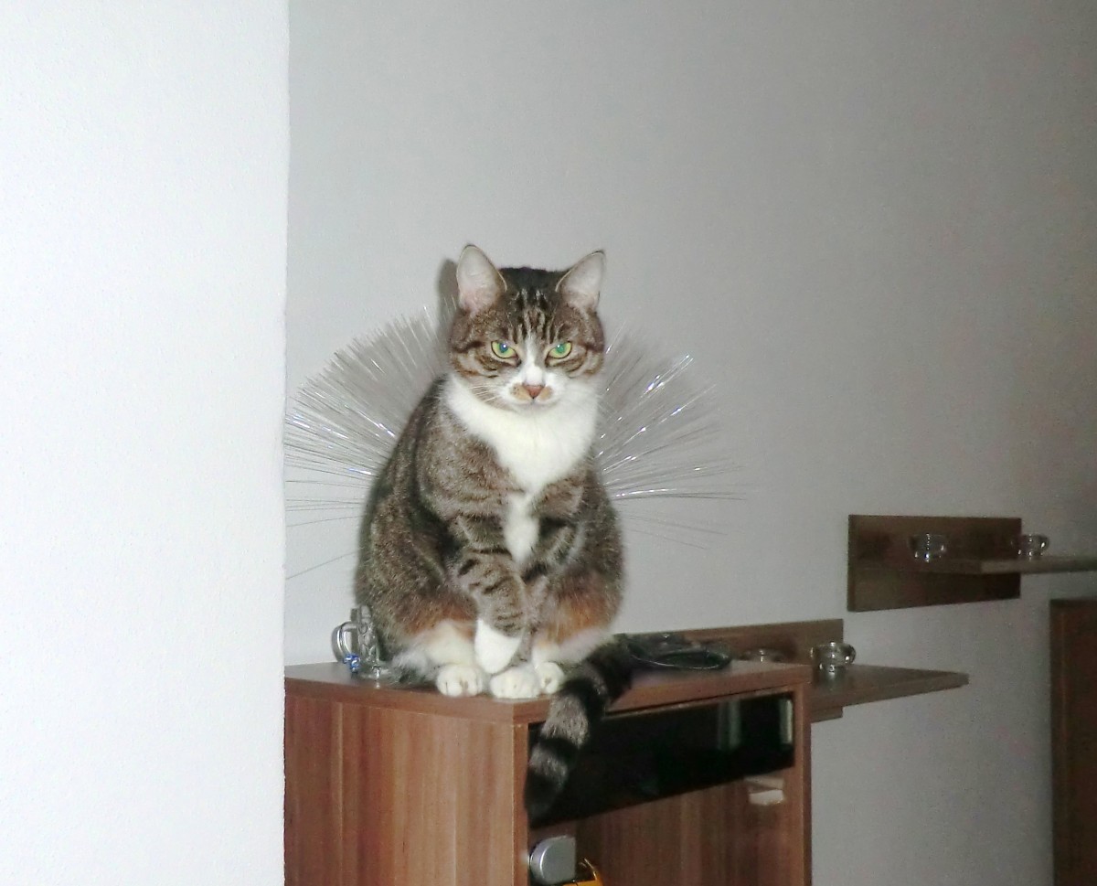 Futter - Vet-Concept | Katzen Forum