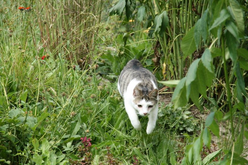 CS_20110710_13515_2.JPG
