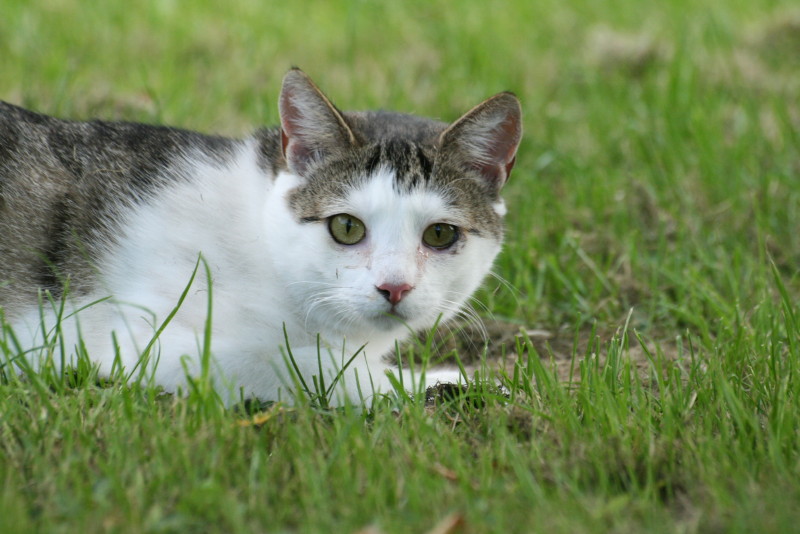 CS_20110710_13518_4.JPG