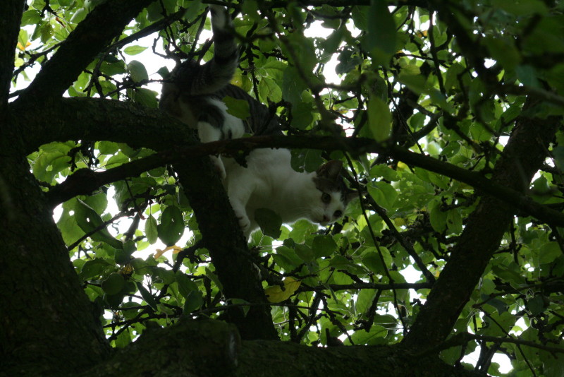 CS_20110710_13520_6.JPG
