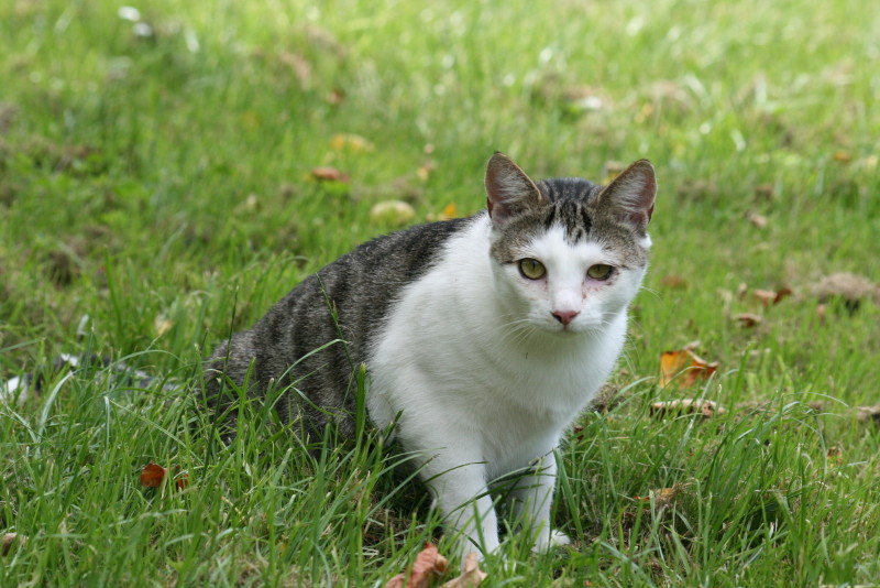 CS_20110710_13531_15.JPG