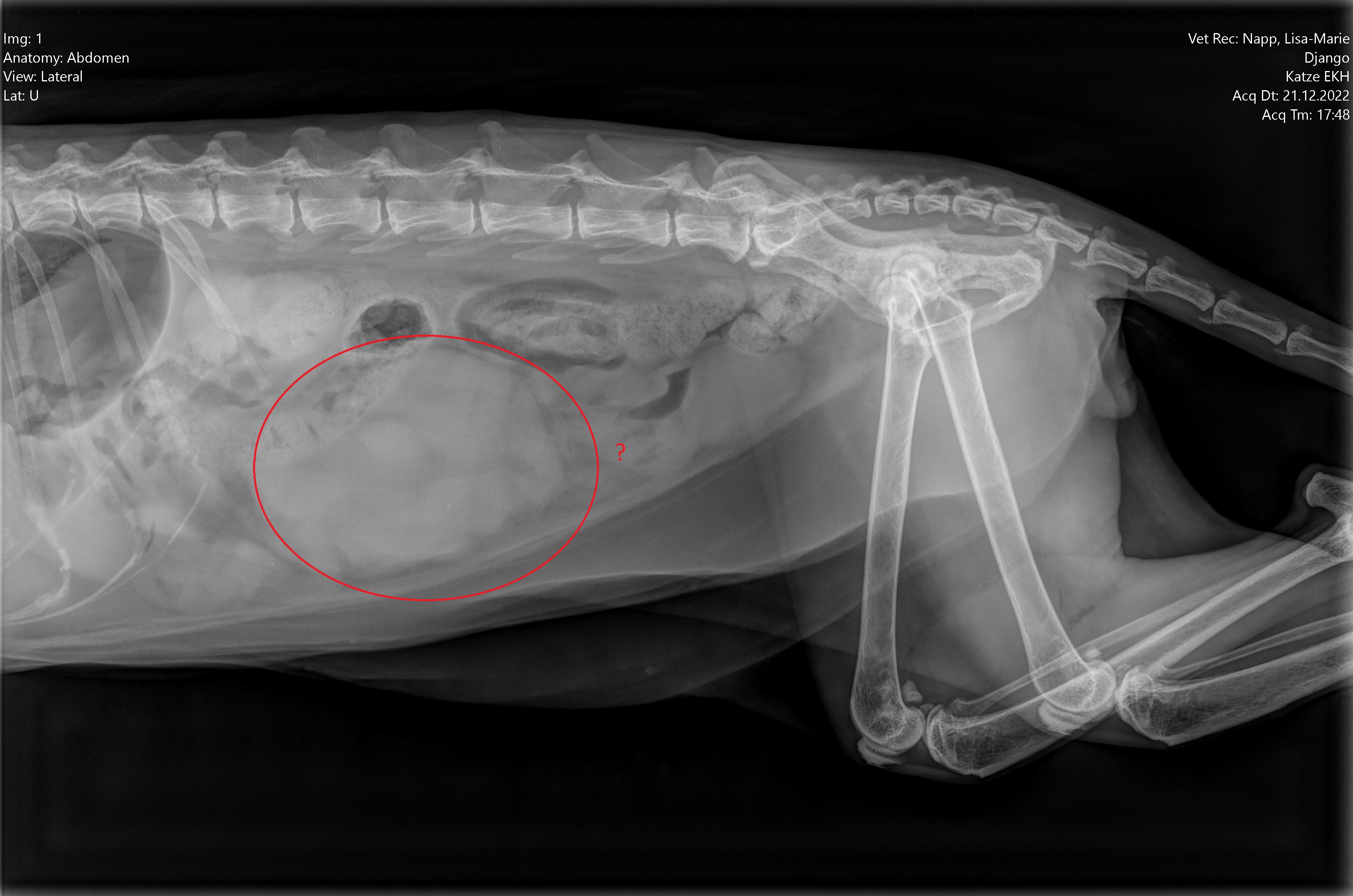 DICOM-Frame_0_mark.jpg