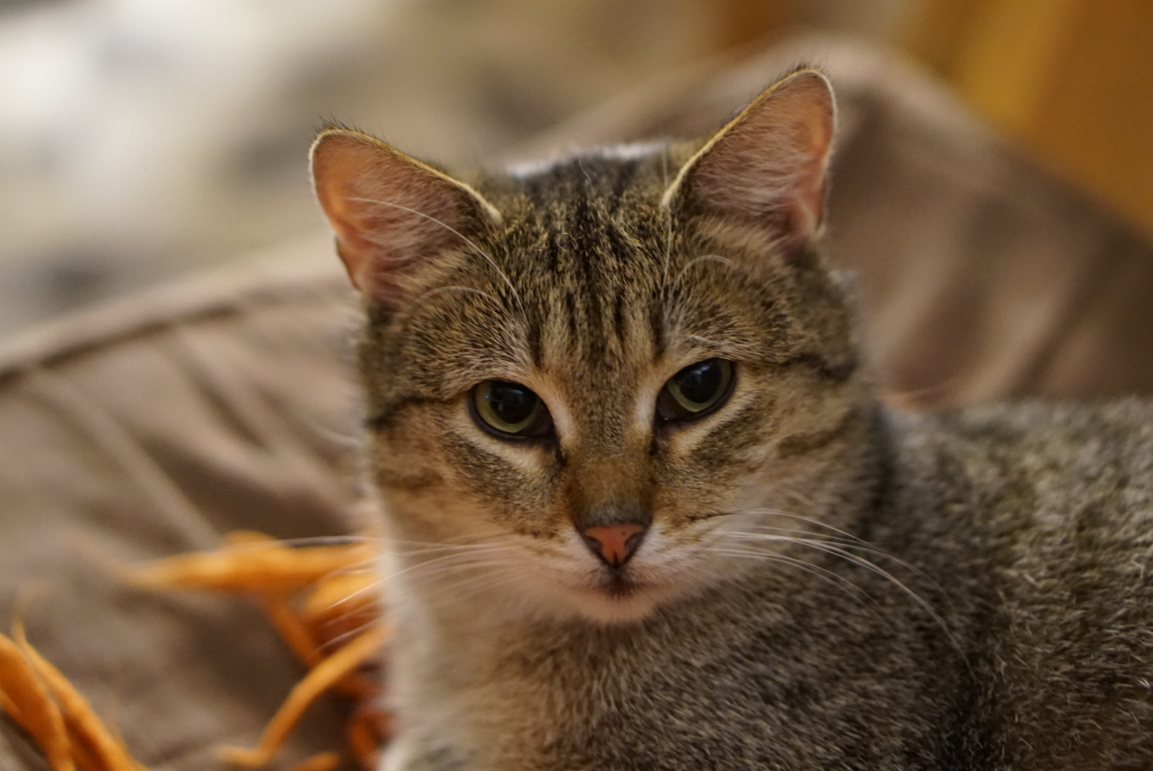 DSC00438.JPG