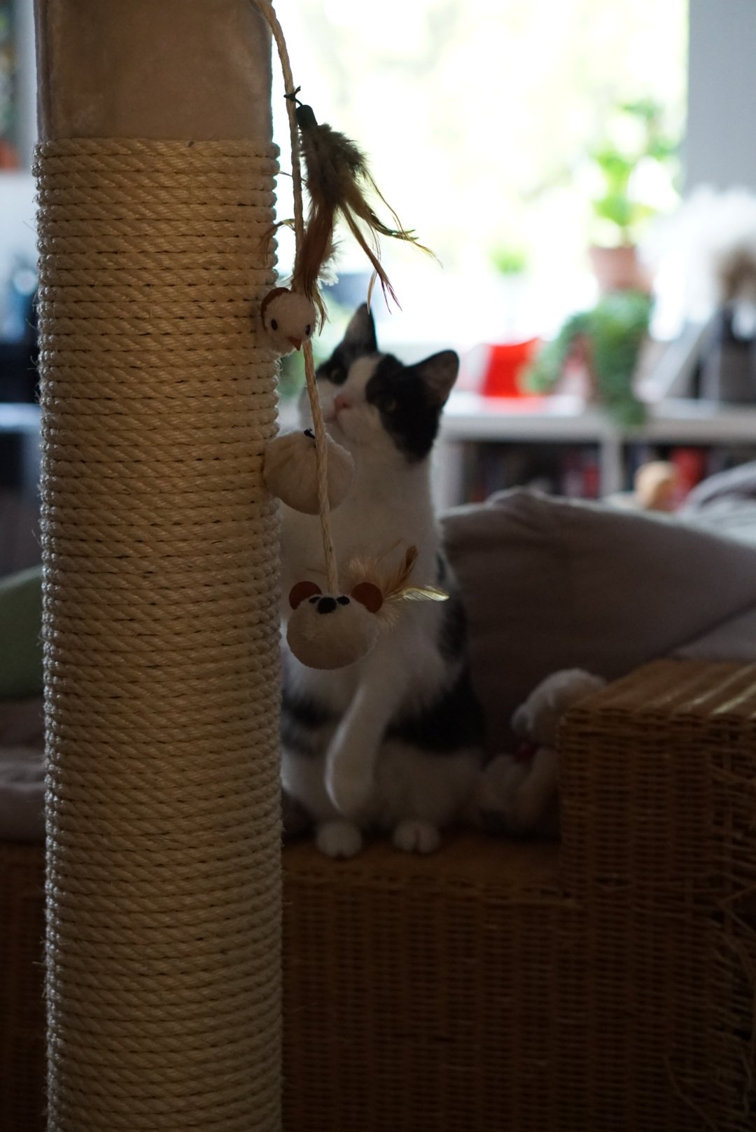 DSC00452.JPG