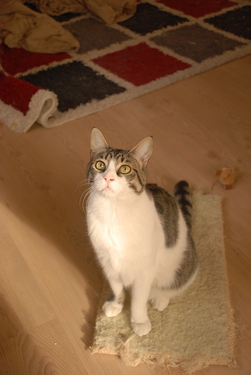 DSC_0061y.jpg
