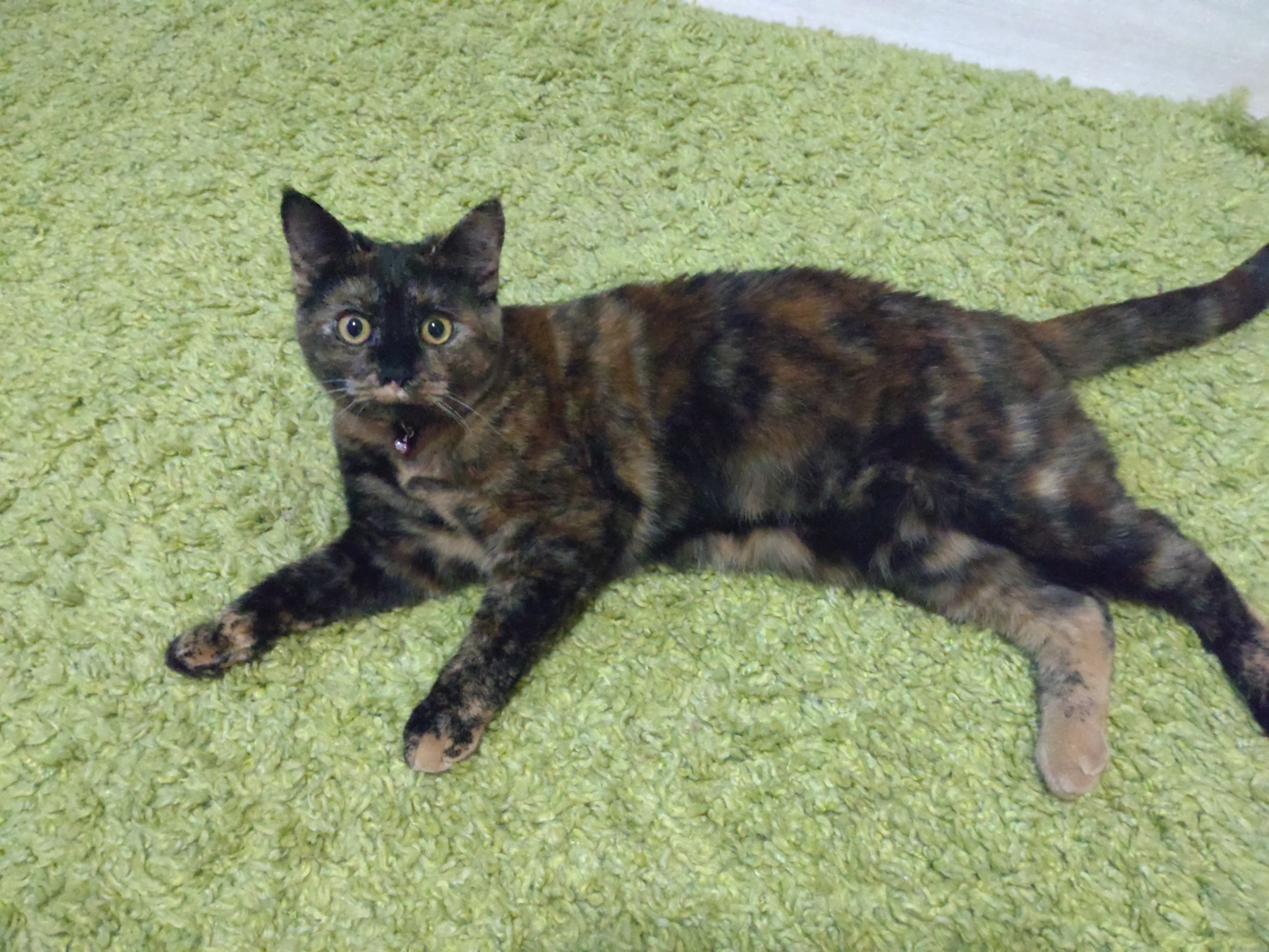 DSC_0208.jpg