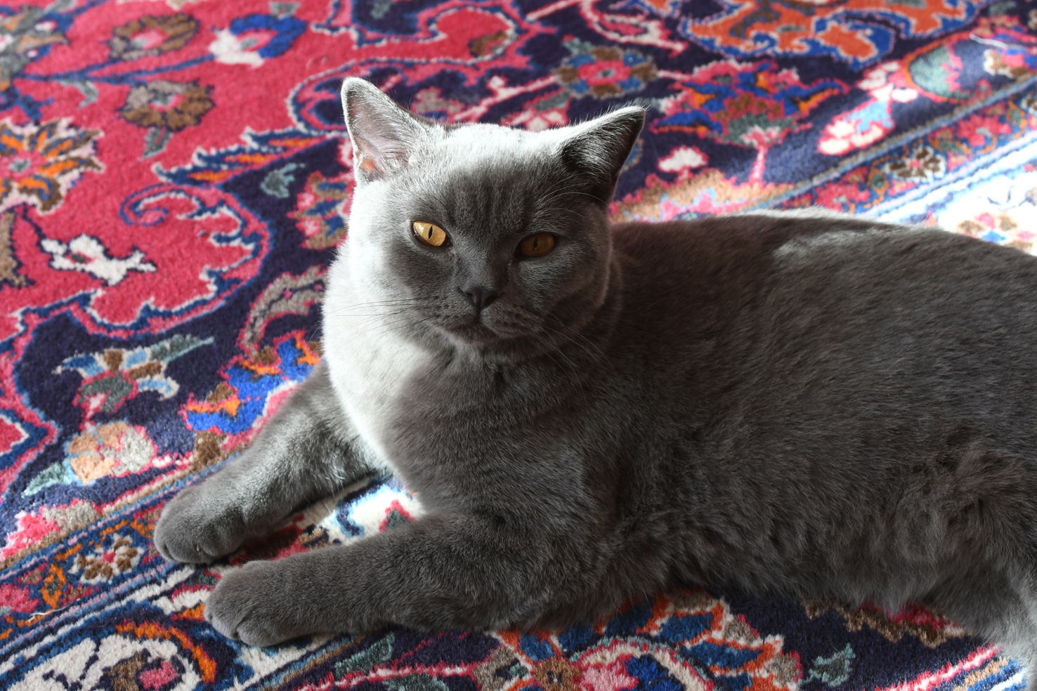 DSC_1449.JPG