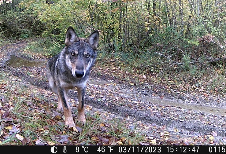 DSCF0115 - frame at 0m3s - Copia.jpg