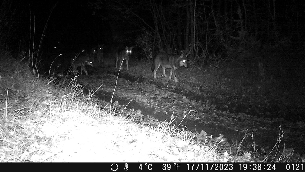 DSCF0121 - frame at 0m9s - Copia.jpg